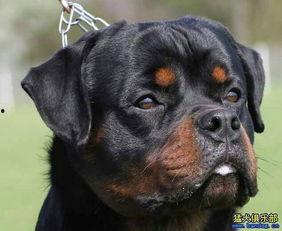 沃神最新爆料罗威,沃神曝转会细节引热议 第2张 沃神最新爆料罗威,沃神曝转会细节引热议 第2张